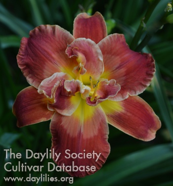 Daylily Passion's Heart Desire